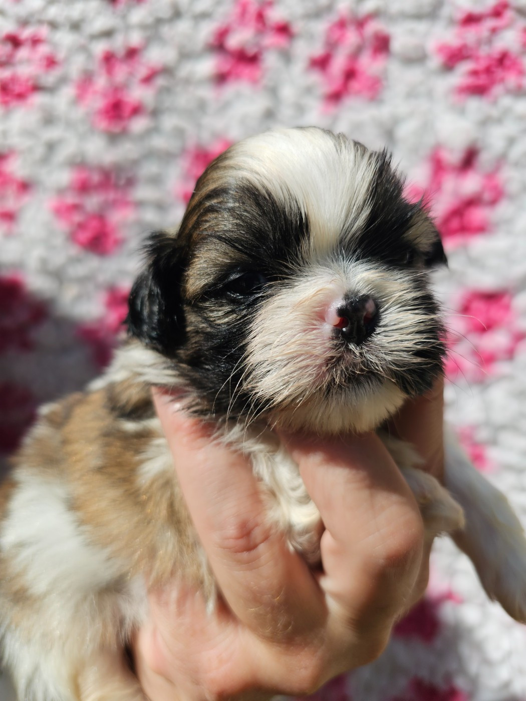 du Moulin de Bonneval - Chiots disponibles - Shih Tzu