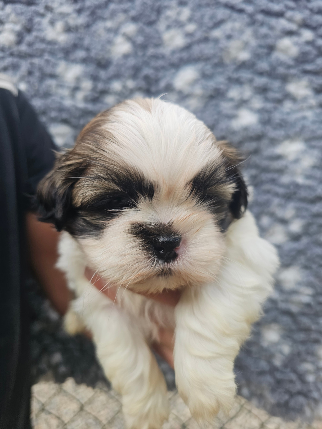 du Moulin de Bonneval - Chiots disponibles - Shih Tzu