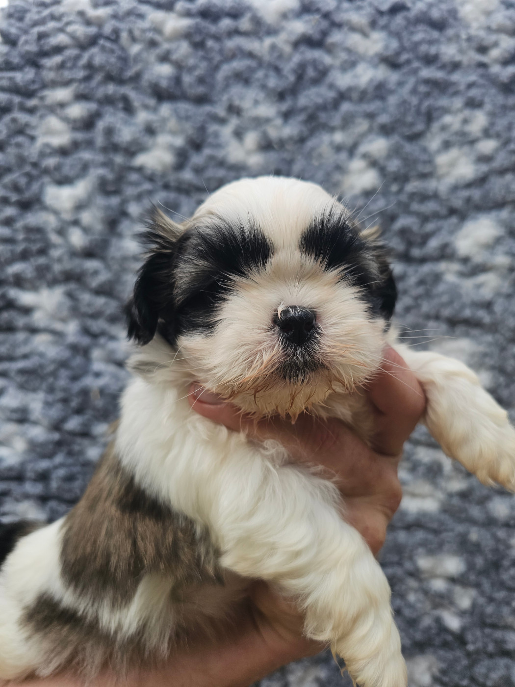 du Moulin de Bonneval - Chiots disponibles - Shih Tzu