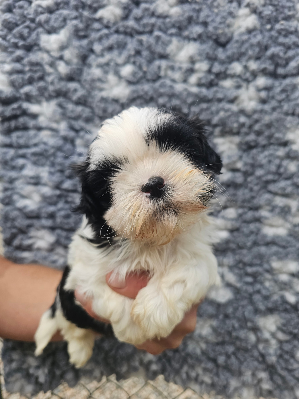 du Moulin de Bonneval - Chiots disponibles - Shih Tzu