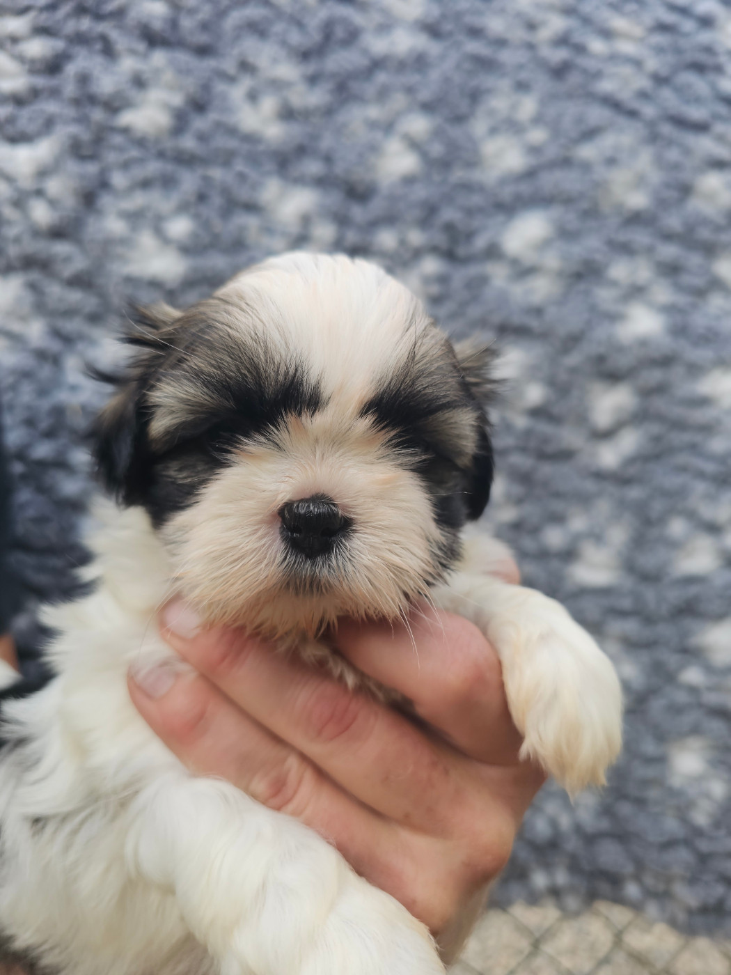 du Moulin de Bonneval - Chiots disponibles - Shih Tzu