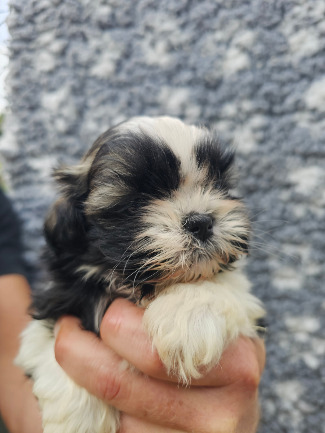 du Moulin de Bonneval - Chiots disponibles - Shih Tzu