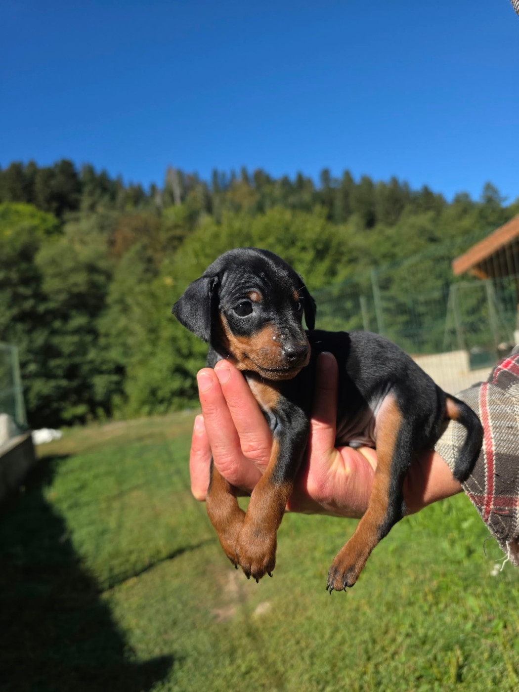 du Moulin de Bonneval - Chiots disponibles - Pinscher nain
