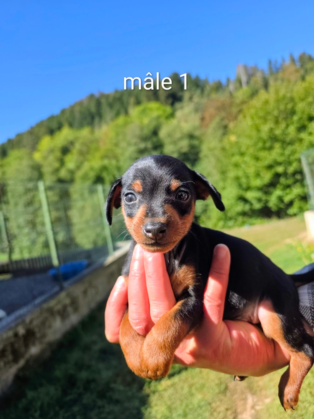 du Moulin de Bonneval - Chiots disponibles - Pinscher nain