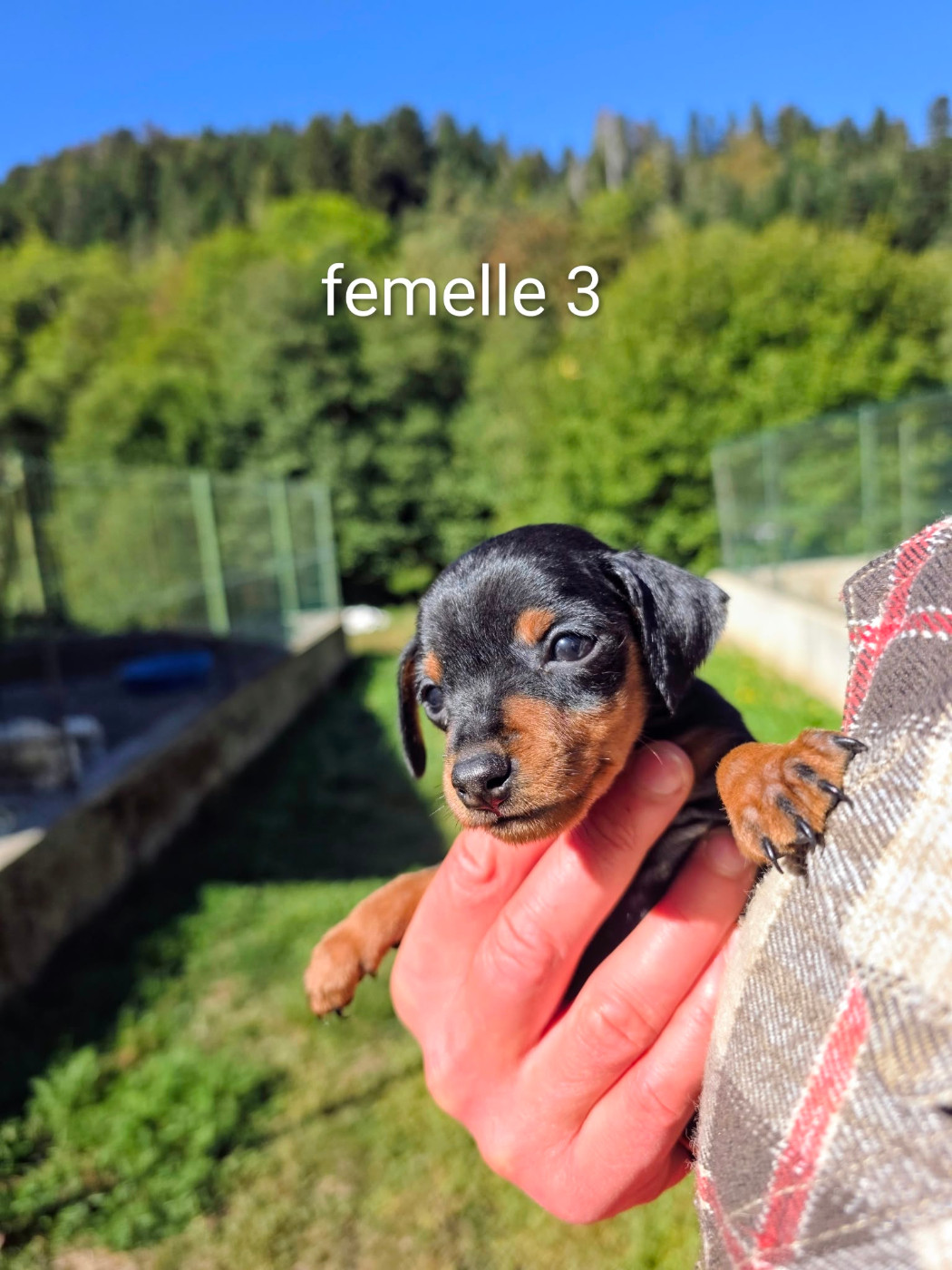 du Moulin de Bonneval - Chiots disponibles - Pinscher nain