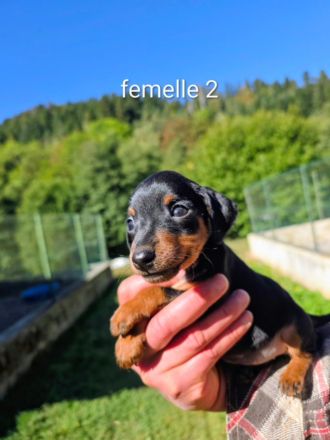 du Moulin de Bonneval - Chiots disponibles - Pinscher nain