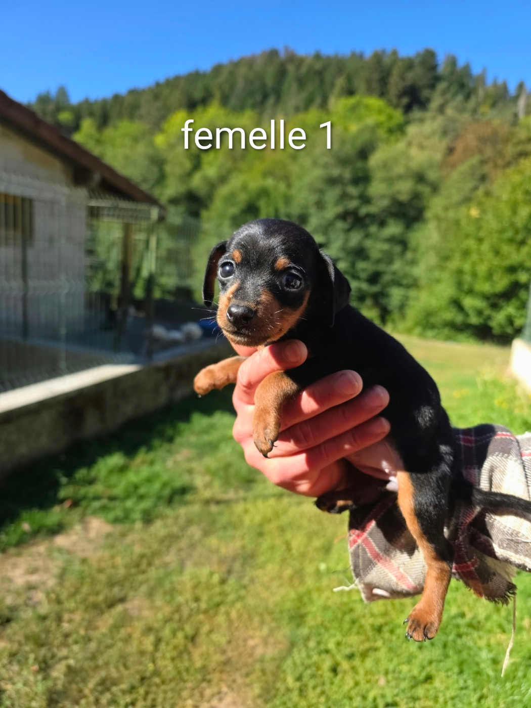du Moulin de Bonneval - Chiots disponibles - Pinscher nain
