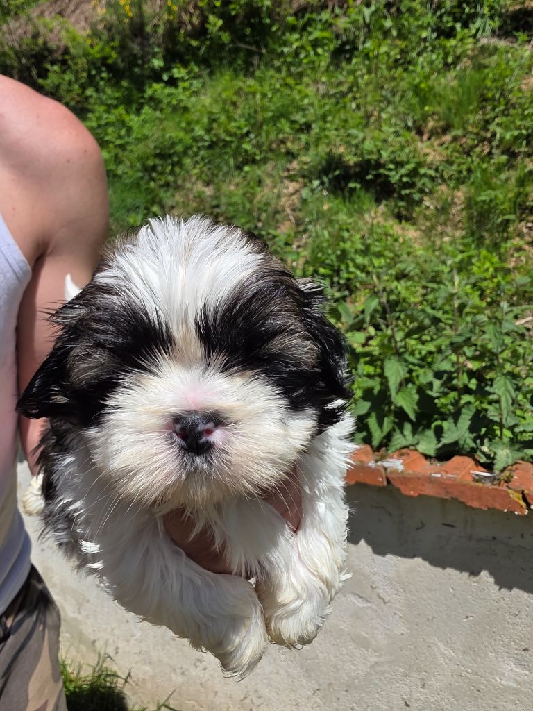 du Moulin de Bonneval - Chiots disponibles - Shih Tzu
