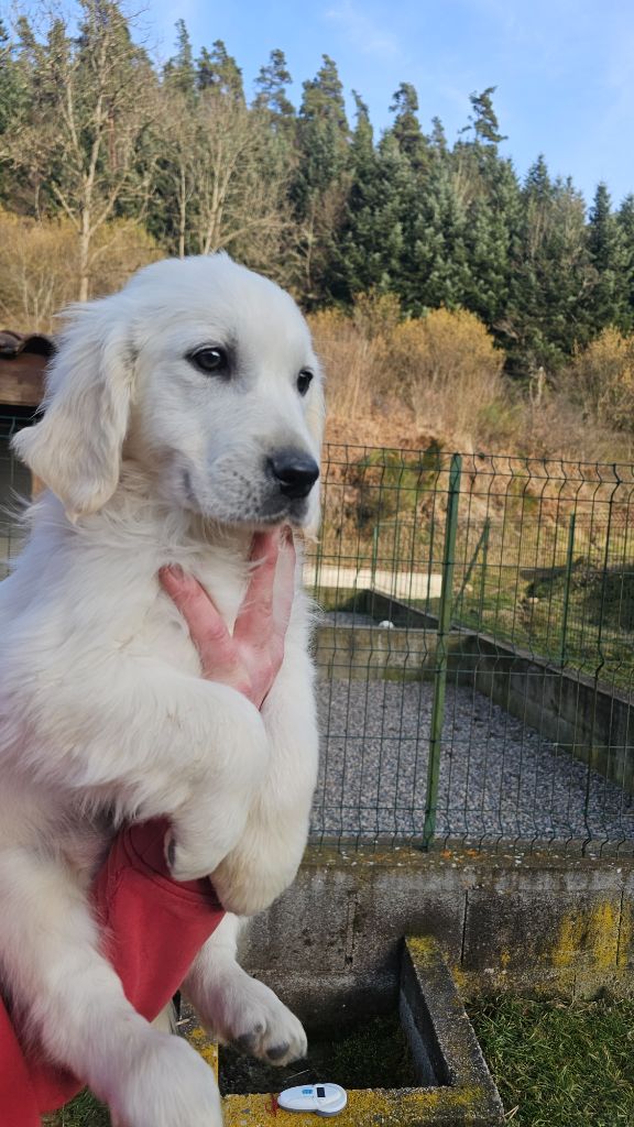 du Moulin de Bonneval - Chiots disponibles - Golden Retriever