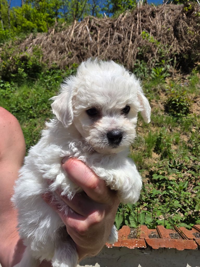du Moulin de Bonneval - Chiots disponibles - Bichon Frise