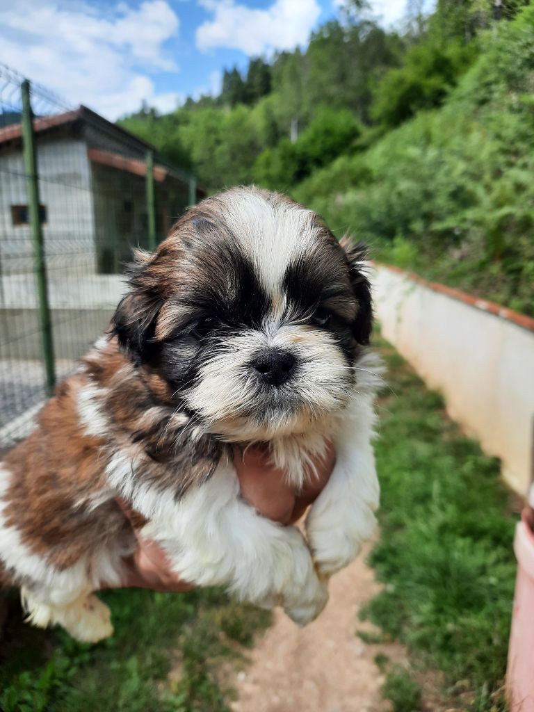 du Moulin de Bonneval - Shih Tzu - Portée née le 28/06/2025