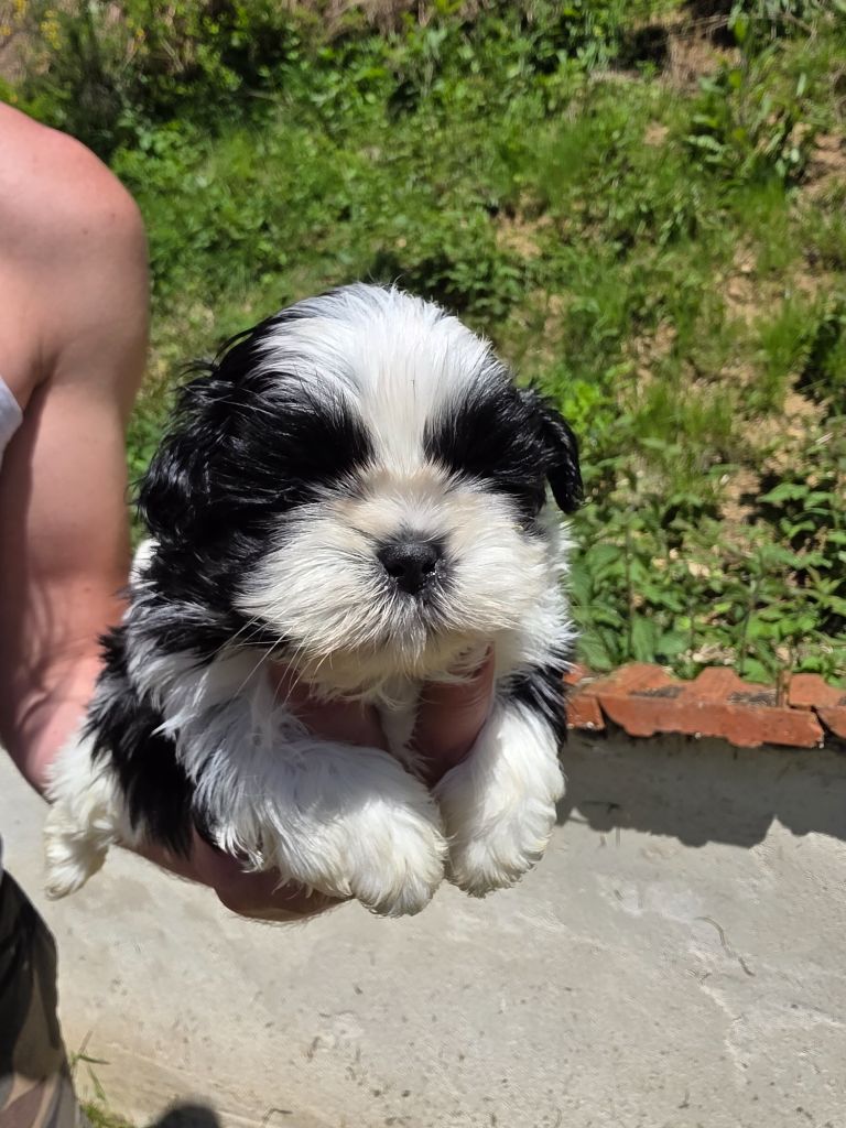 du Moulin de Bonneval - Chiots disponibles - Shih Tzu