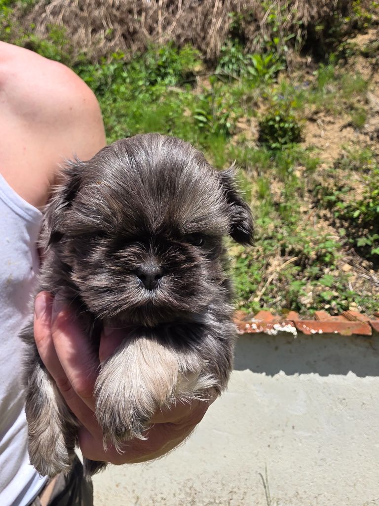 du Moulin de Bonneval - Chiots disponibles - Shih Tzu