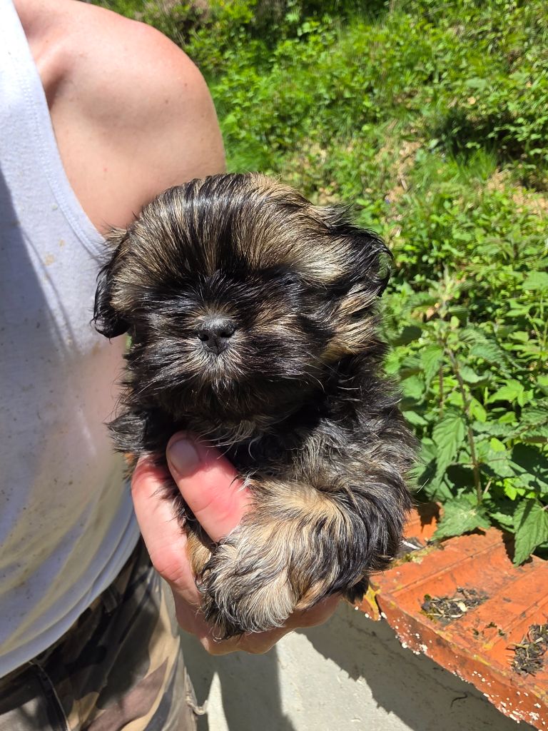 du Moulin de Bonneval - Chiots disponibles - Shih Tzu