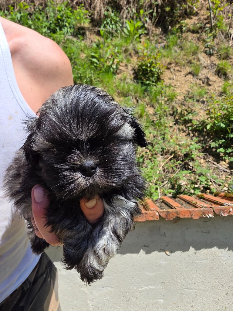 du Moulin de Bonneval - Chiots disponibles - Shih Tzu