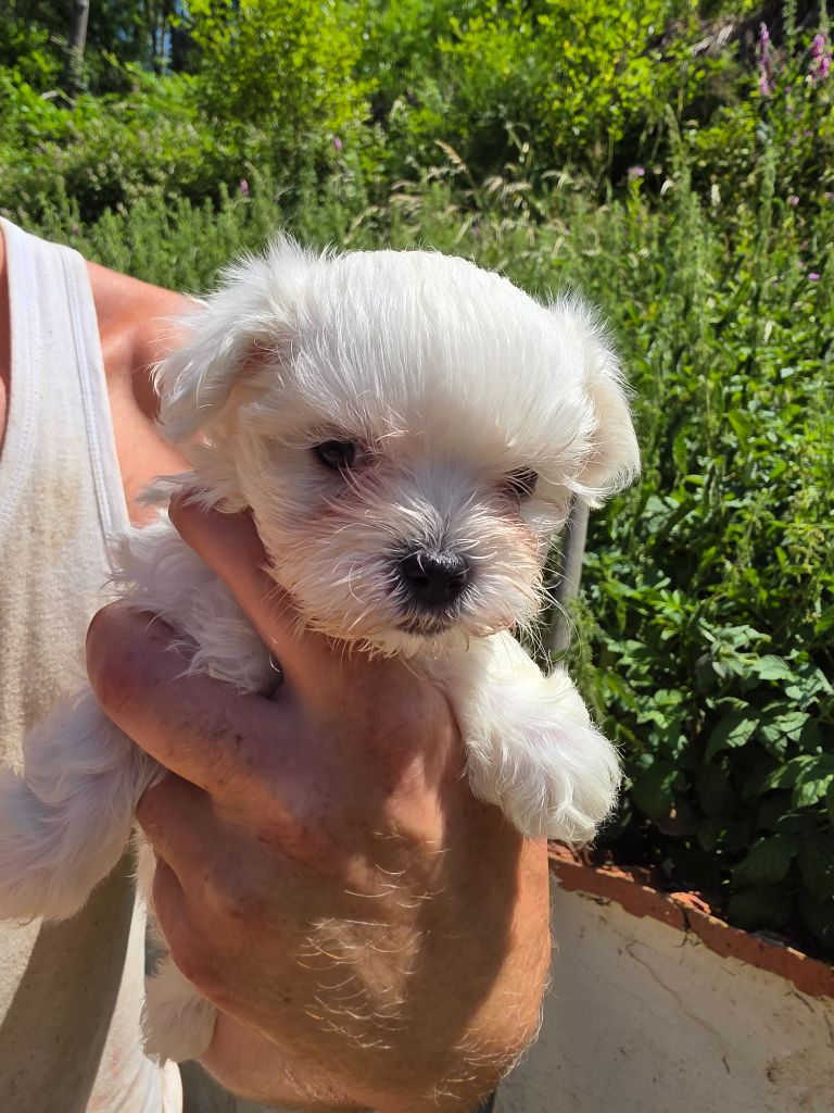 du Moulin de Bonneval - Chiots disponibles - Bichon maltais