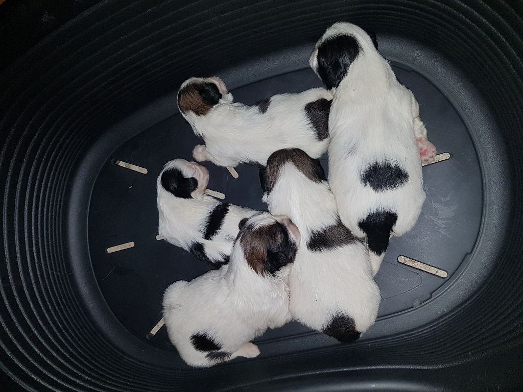 Chiot Shih Tzu du Moulin de Bonneval