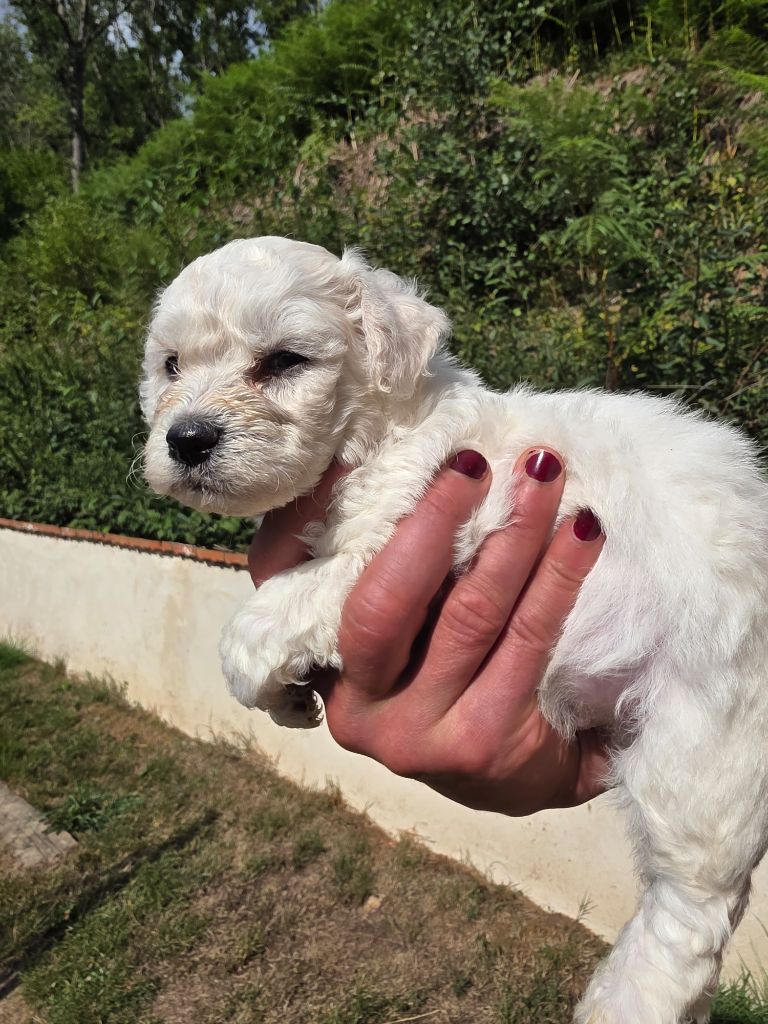 du Moulin de Bonneval - Chiots disponibles - Bichon Frise
