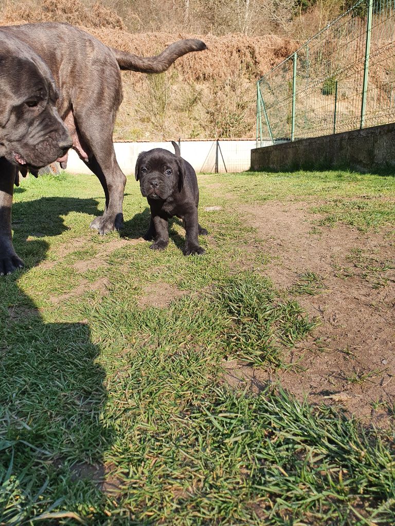 du Moulin de Bonneval - Cane Corso - Portée née le 19/02/2021