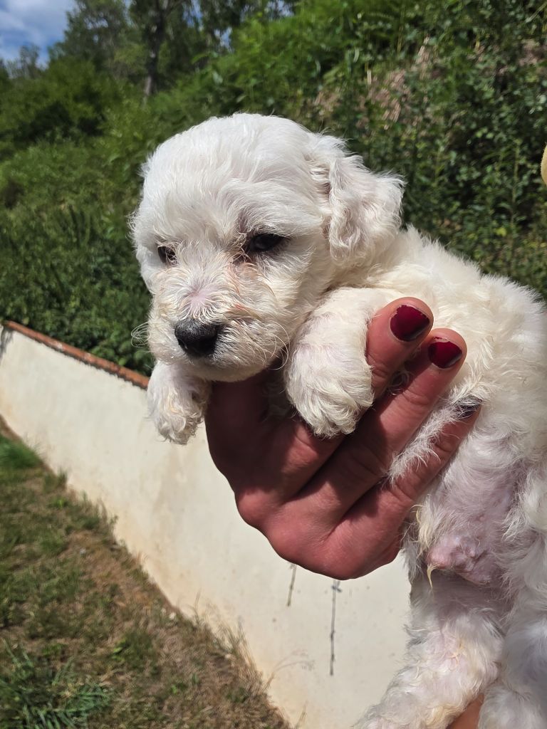 du Moulin de Bonneval - Chiots disponibles - Bichon Frise
