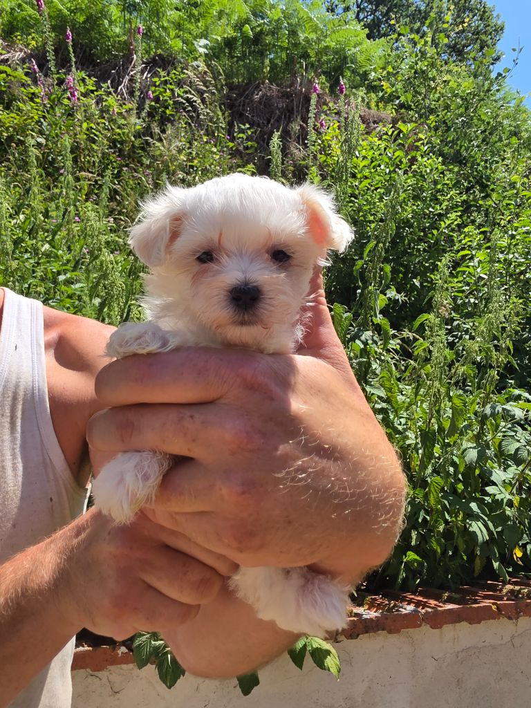 du Moulin de Bonneval - Chiots disponibles - Bichon maltais