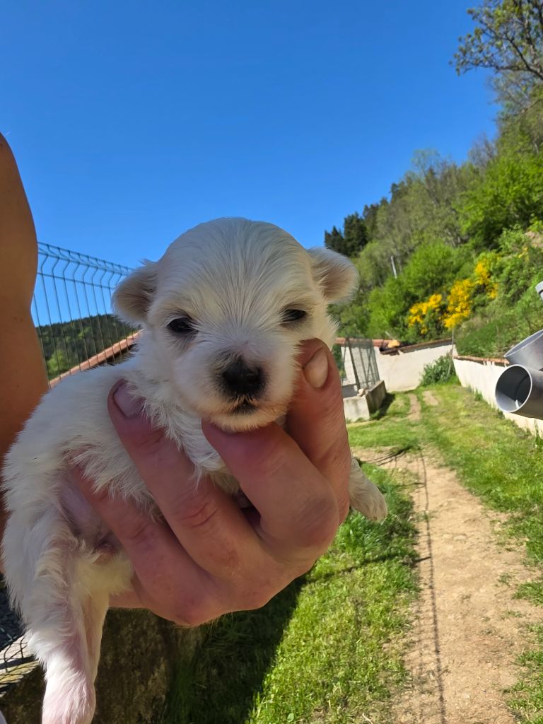 du Moulin de Bonneval - Chiots disponibles - Bichon maltais