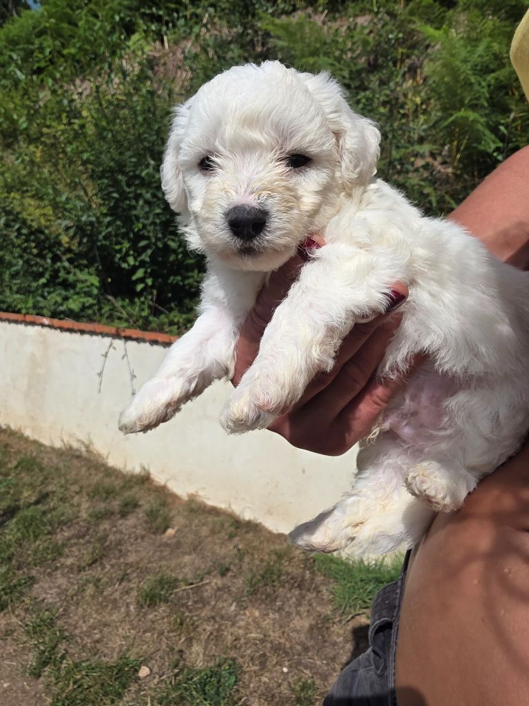 du Moulin de Bonneval - Chiots disponibles - Bichon Frise