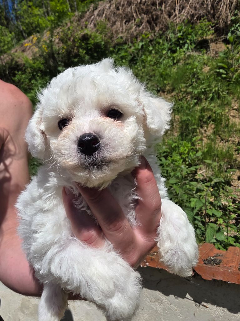 du Moulin de Bonneval - Chiots disponibles - Bichon Frise