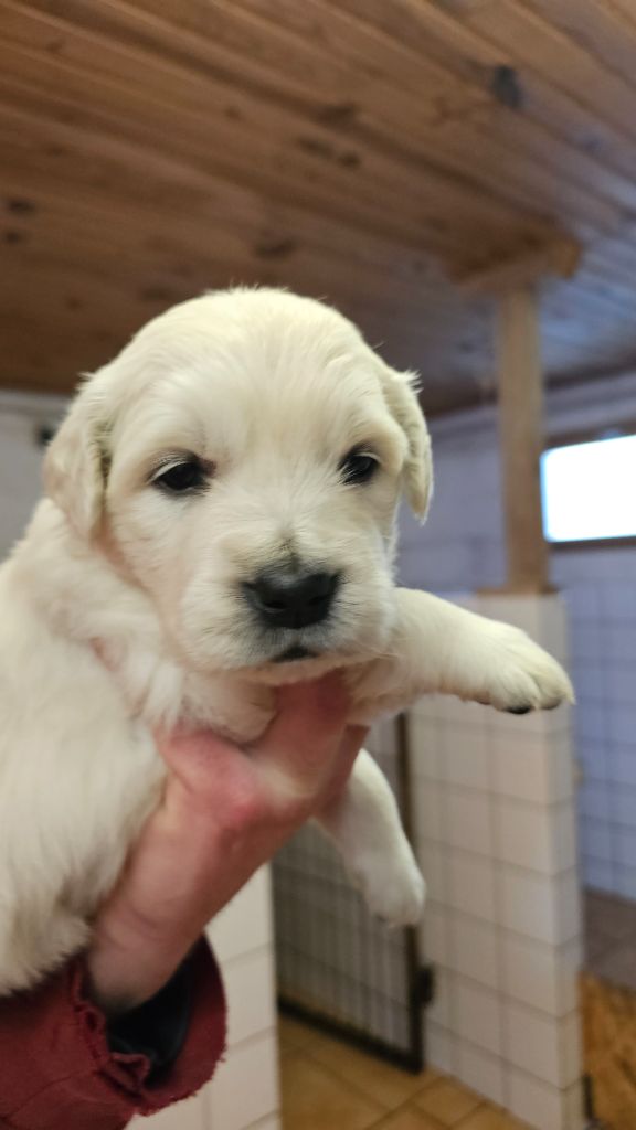 du Moulin de Bonneval - Golden Retriever - Portée née le 03/12/2024