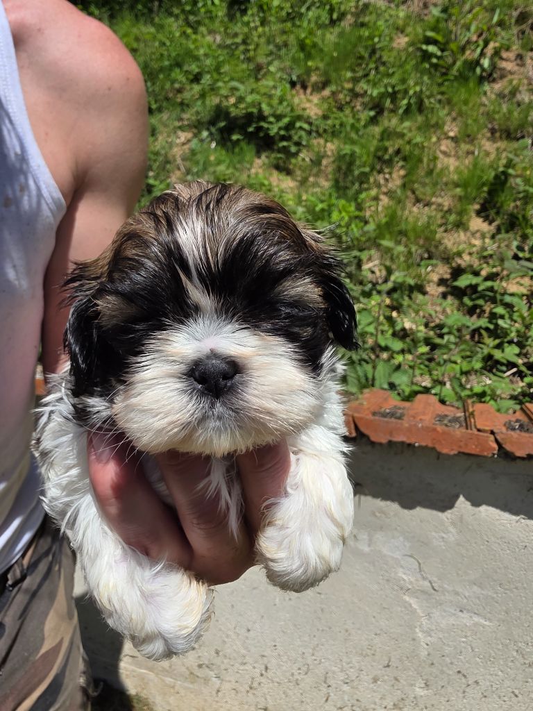 du Moulin de Bonneval - Chiots disponibles - Shih Tzu