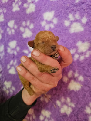 Chiot N°6