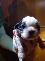 CHIOT