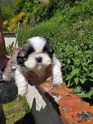 CHIOT 4