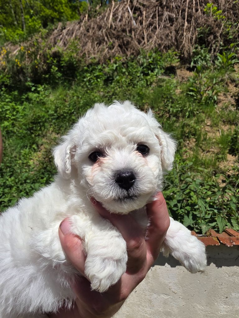 du Moulin de Bonneval - Chiots disponibles - Bichon Frise