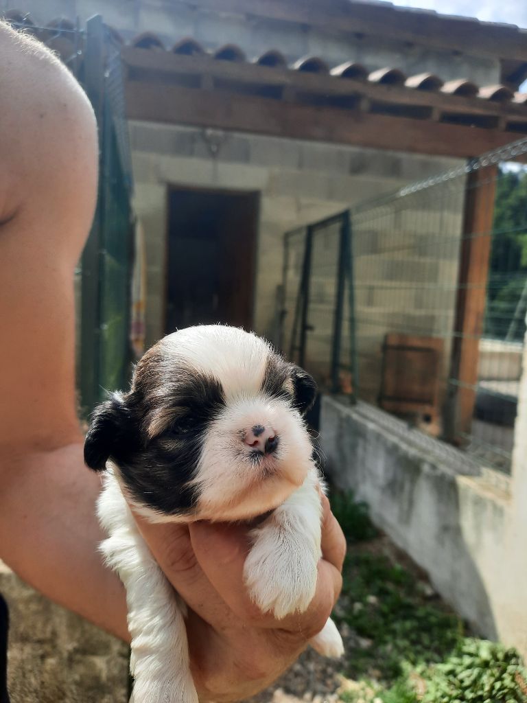 du Moulin de Bonneval - Chiots disponibles - Shih Tzu