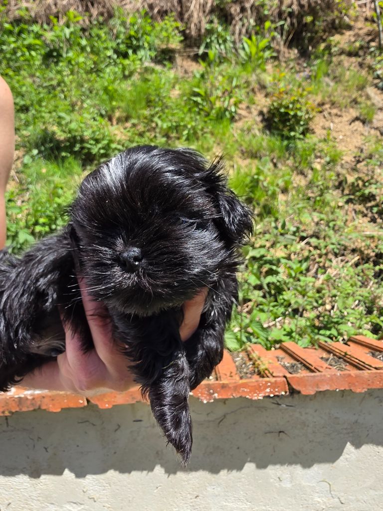 du Moulin de Bonneval - Chiots disponibles - Shih Tzu