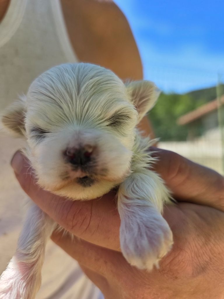 du Moulin de Bonneval - Chiots disponibles - Bichon maltais