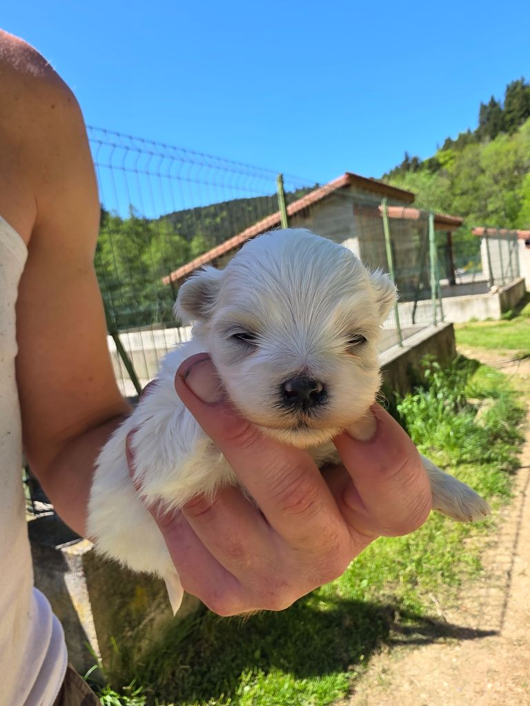du Moulin de Bonneval - Chiots disponibles - Bichon maltais