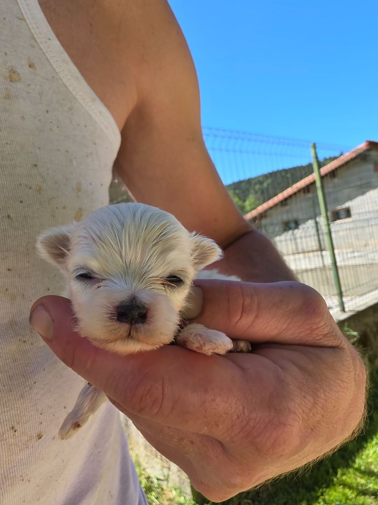 du Moulin de Bonneval - Chiots disponibles - Bichon maltais