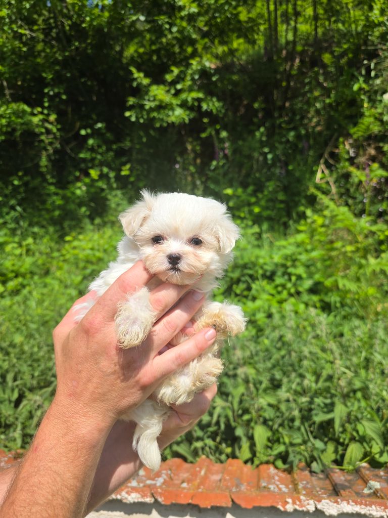 du Moulin de Bonneval - Chiots disponibles - Bichon maltais