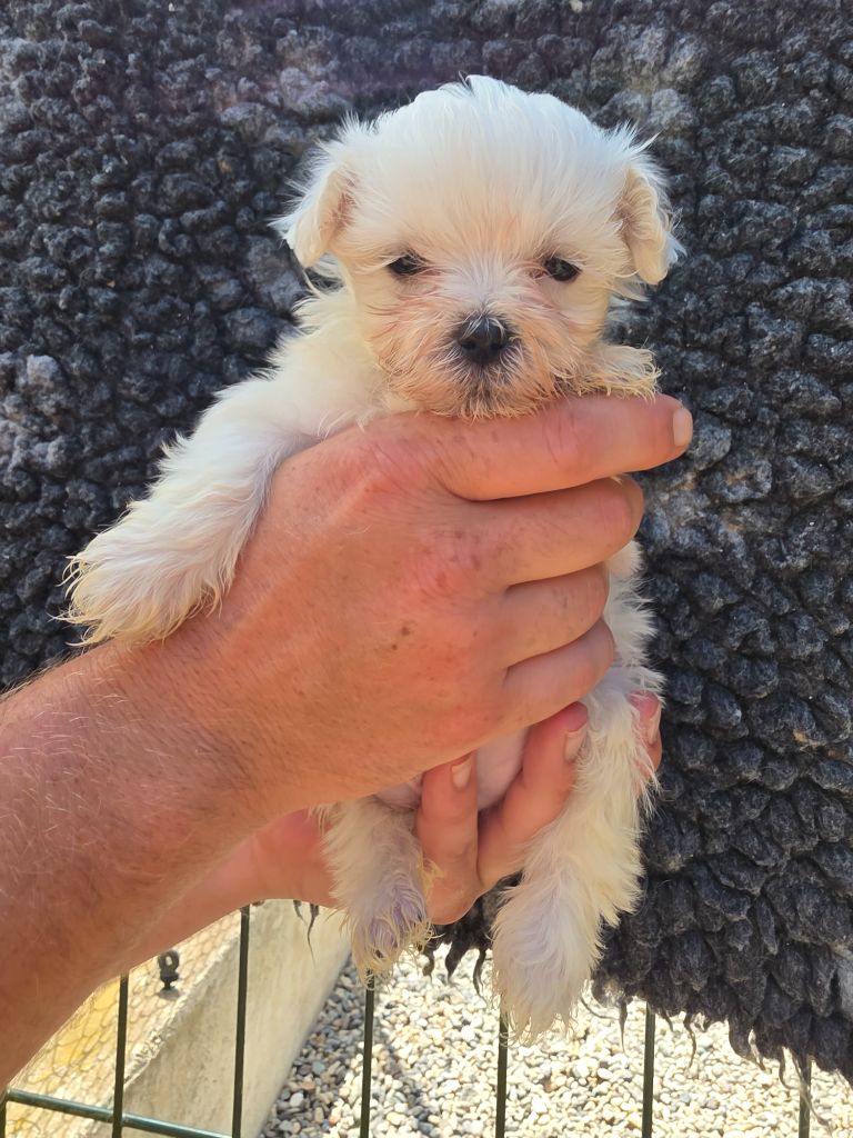 du Moulin de Bonneval - Chiots disponibles - Bichon maltais