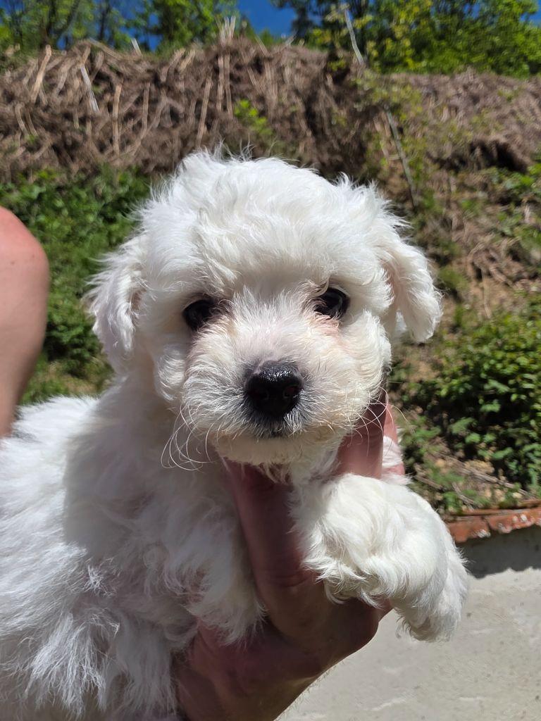 du Moulin de Bonneval - Chiots disponibles - Bichon Frise
