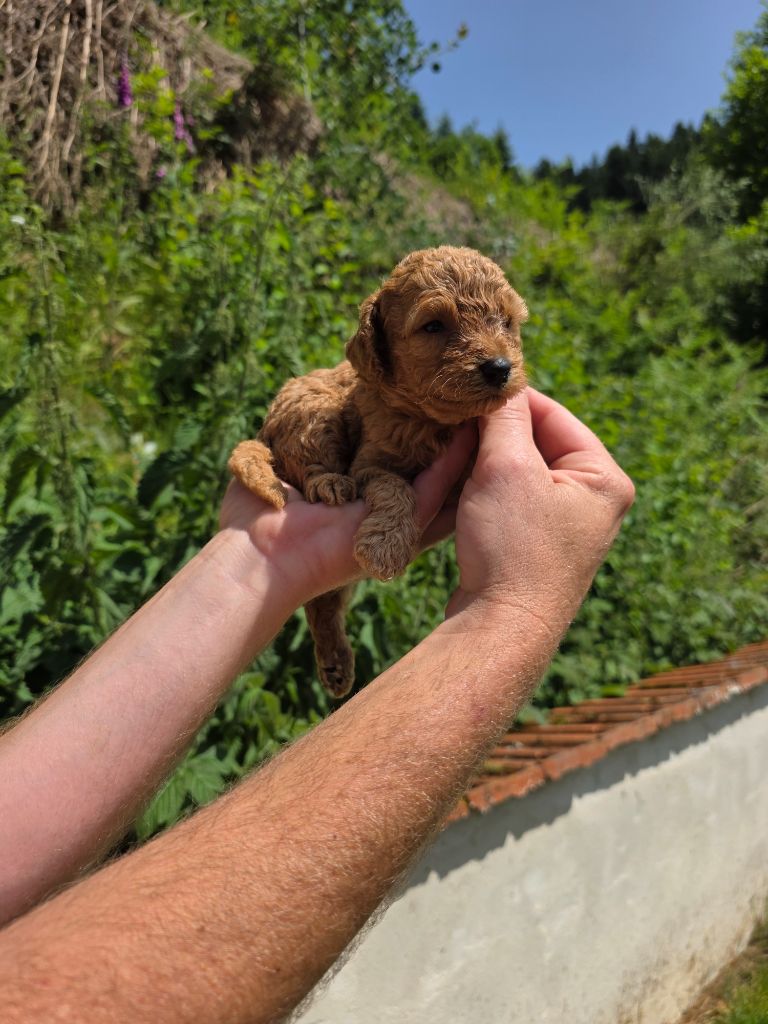 du Moulin de Bonneval - Chiots disponibles - Caniche
