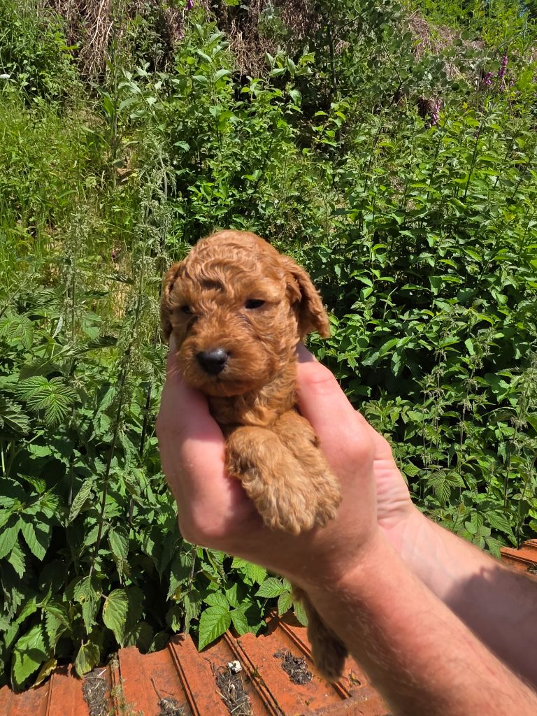 du Moulin de Bonneval - Chiots disponibles - Caniche