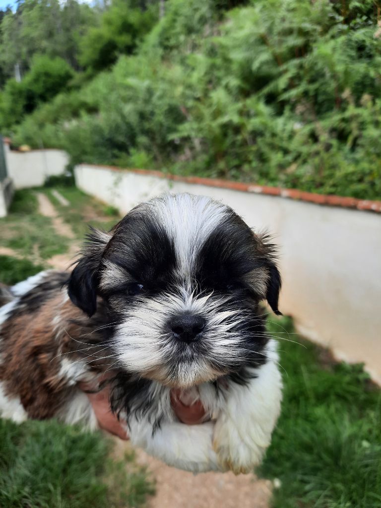 du Moulin de Bonneval - Chiots disponibles - Shih Tzu
