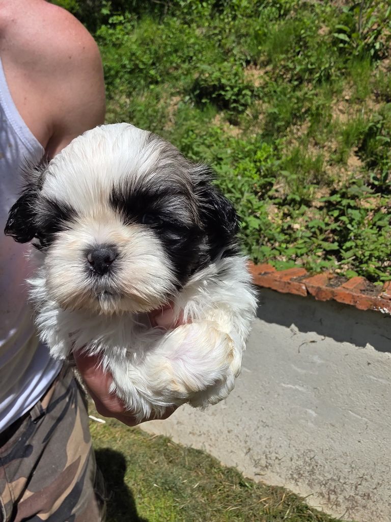 du Moulin de Bonneval - Chiots disponibles - Shih Tzu
