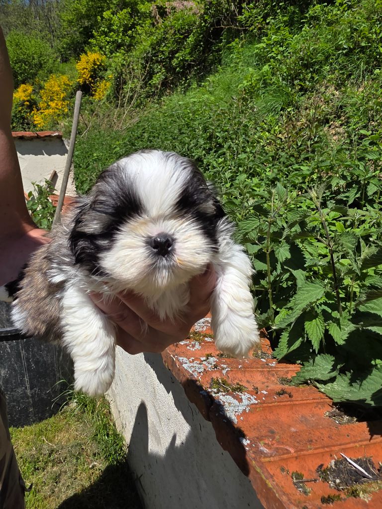 du Moulin de Bonneval - Chiots disponibles - Shih Tzu