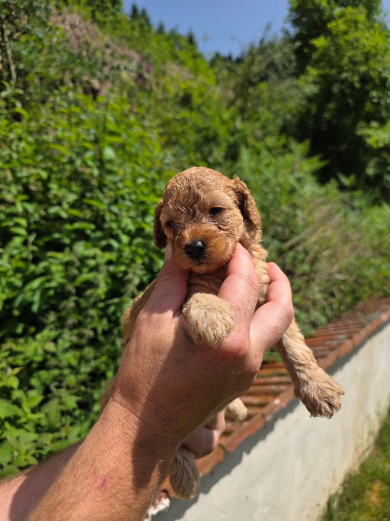 du Moulin de Bonneval - Chiots disponibles - Caniche