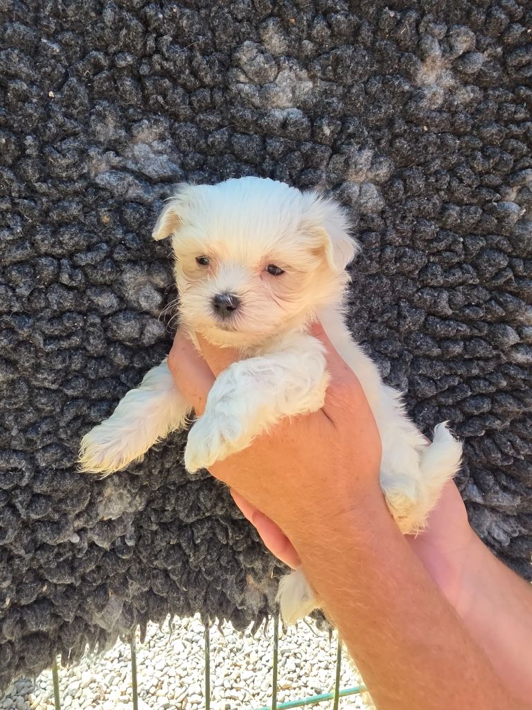 du Moulin de Bonneval - Chiots disponibles - Bichon maltais