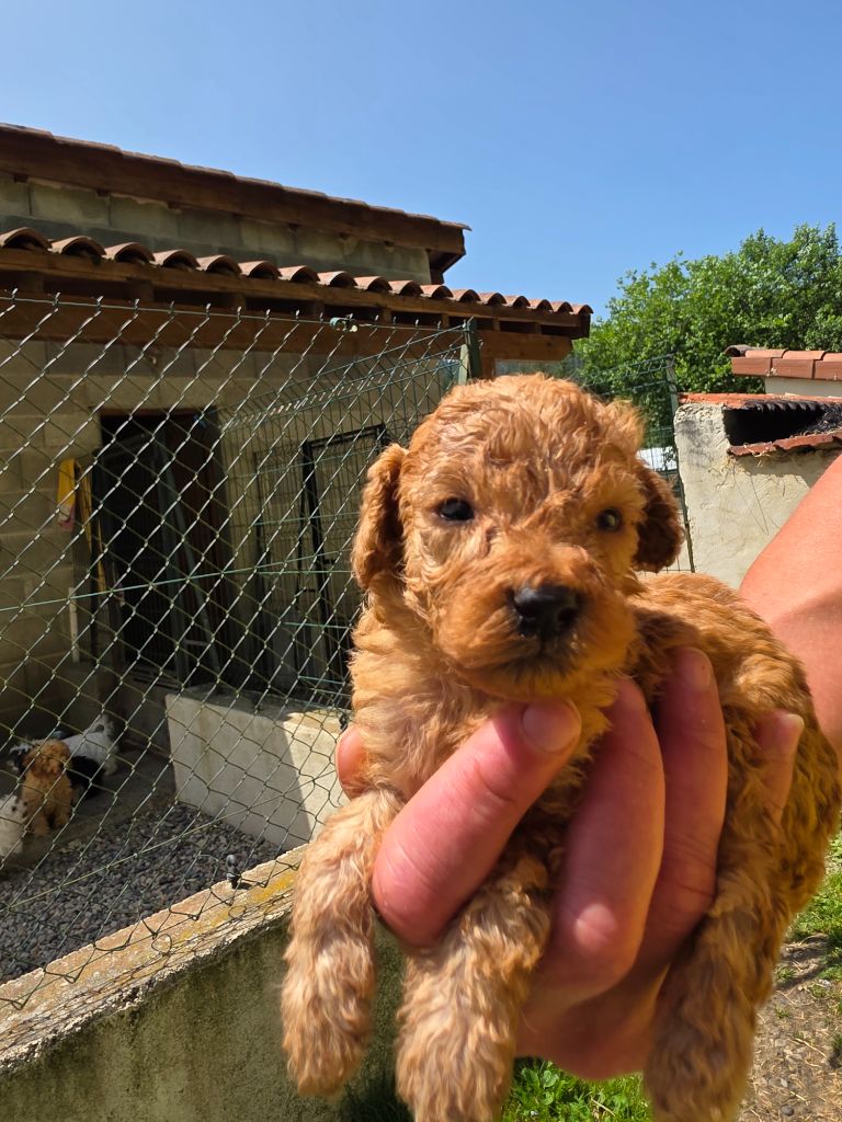 du Moulin de Bonneval - Chiots disponibles - Caniche